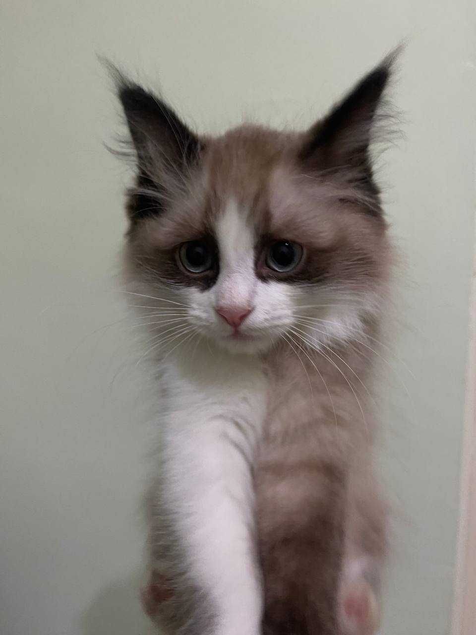 Котенок регдолл по низкой цене