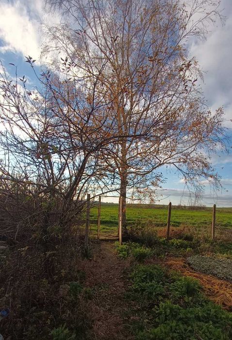 Продава се Къща в с. Полковник Минково, Област Добрич - 54 кв.м за 543 €/кв.м - Снимка #5