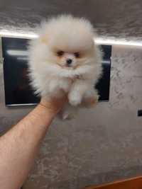 Pomeranian mini boo