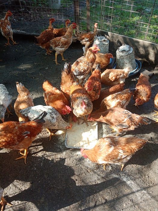 Pui de casă crescuți natural
