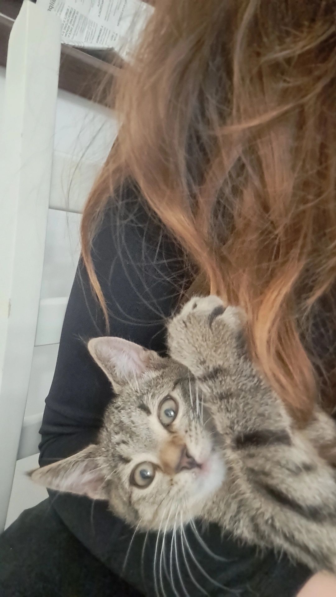Cazare animale de companie