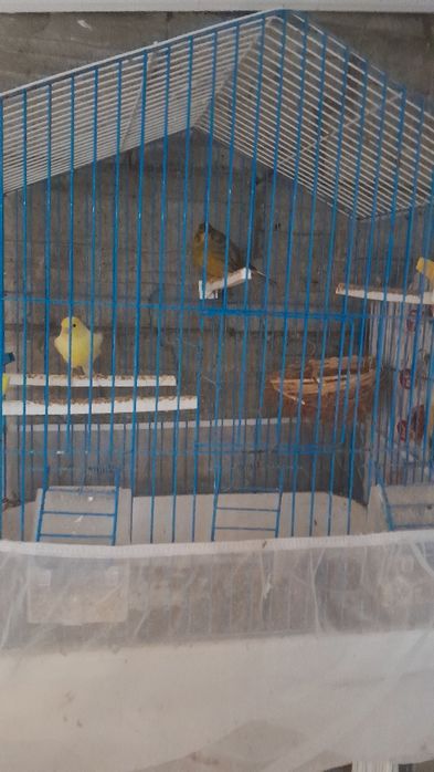 Продавам канари мъжки и женски