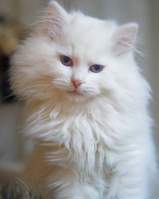 Pui pisica siberiana cu pedigree - Felisa Autorizata