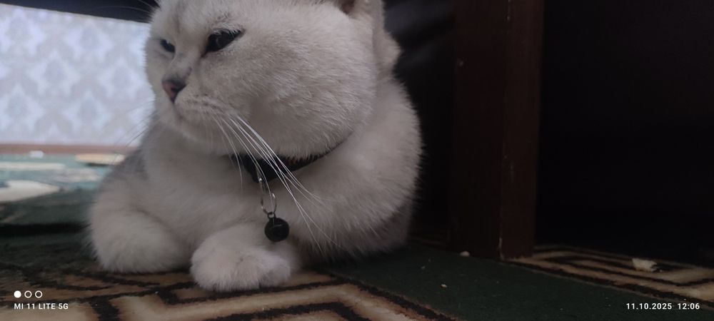 Кошка Британский короткошёрстная