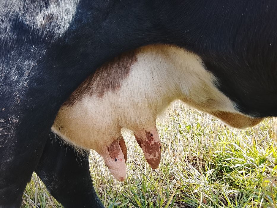 Vnd vaca bruna gestanta an 3 luni și vine cu al 4 vițel și are lapte 1