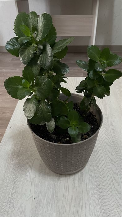 Комнатные Цветы, бөлме гүлдері