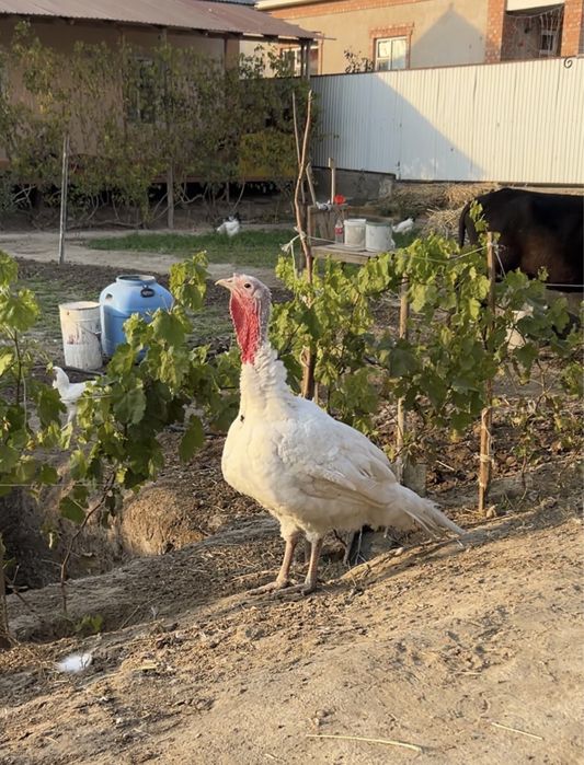 Индеика. Күркетауық. Индюк