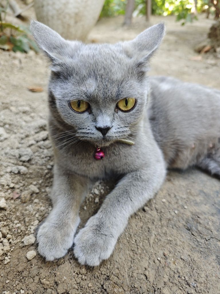 Скотиш страйт сотилади