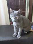 Adoptie motanel pui