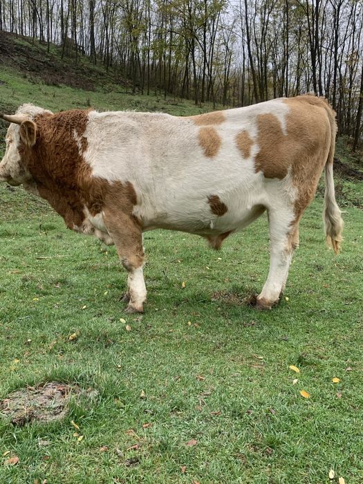 Taure baltata romaneasca