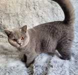 Pisica British Short Hair 3 ani cu Pedigree