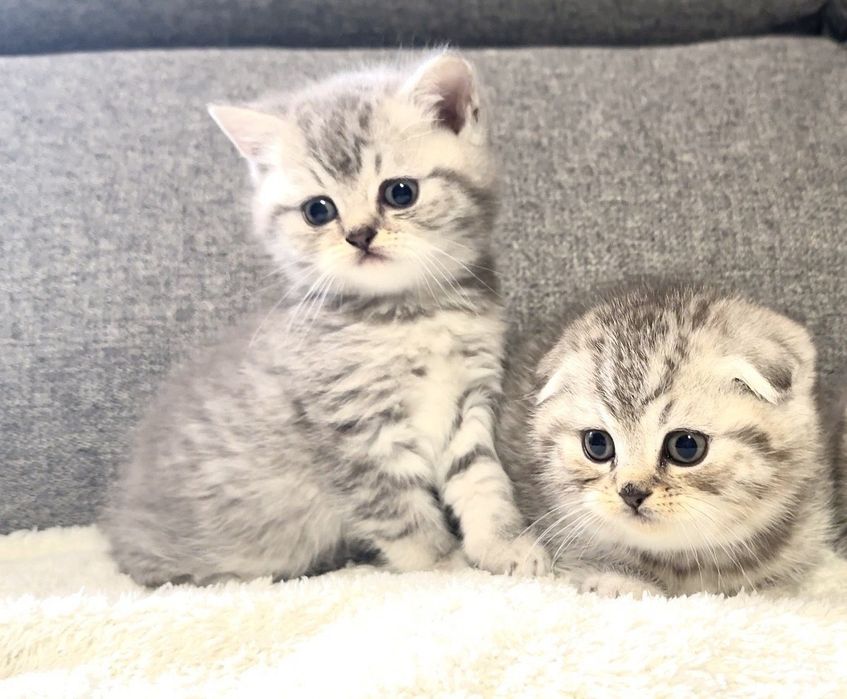 Британска късокосместа