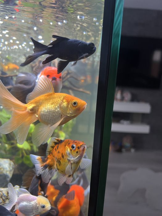 Carasi oranda ,calico si telescopici de vanzare