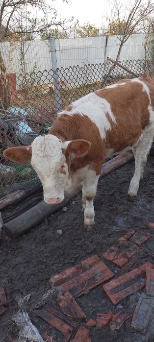 Viteza bălțată românească