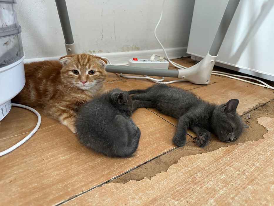 Передадим котят в добрые руки.