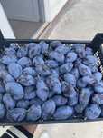 Prune de magiun dulceata