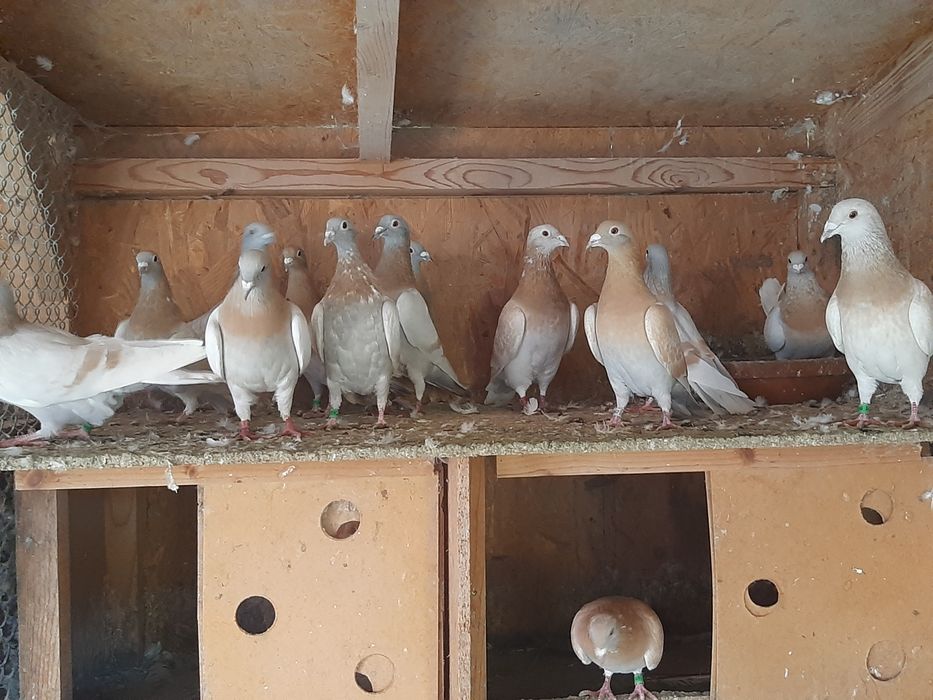 Vand porumbei voiajori