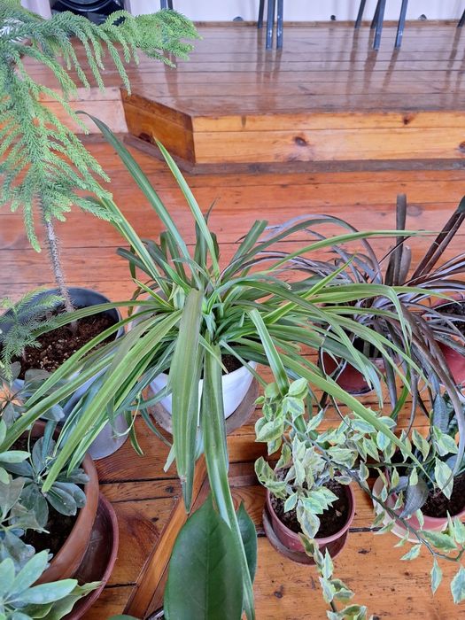 Цветы домашние. .