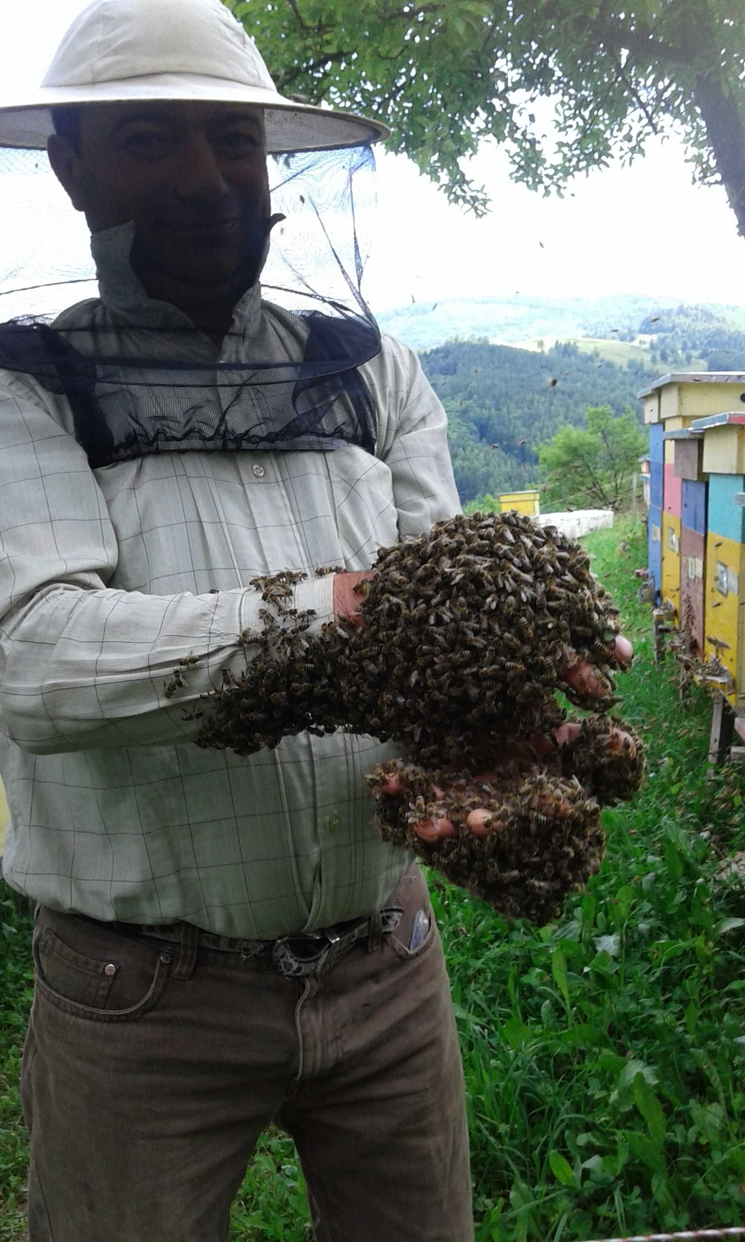 Familii albine de vanzare