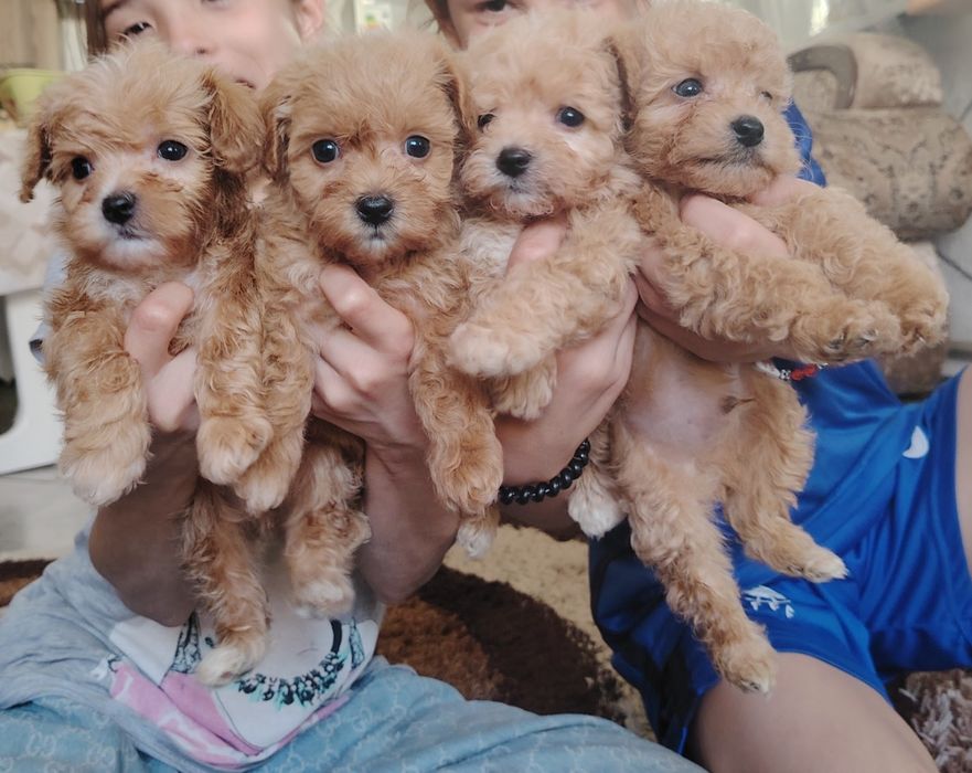 Продам мини мальтипу