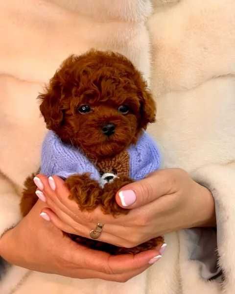 De vanzare Pudel talie mini ideal pentru familii cu copii/transport