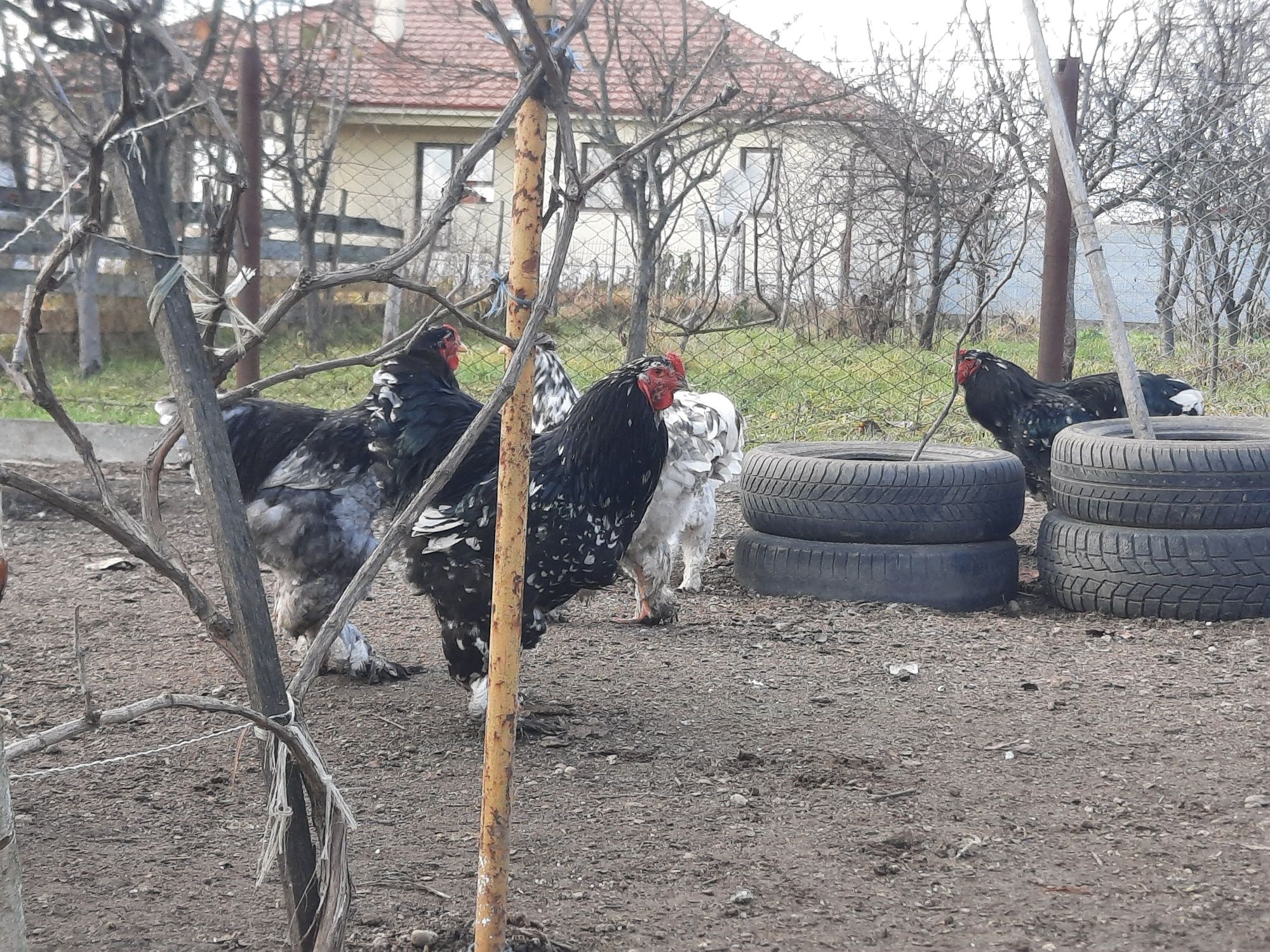 Vand cocosi brahma bobati pe albastru,pe negru si pe galben