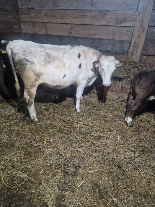 Vand o vitea foarte frumoasa