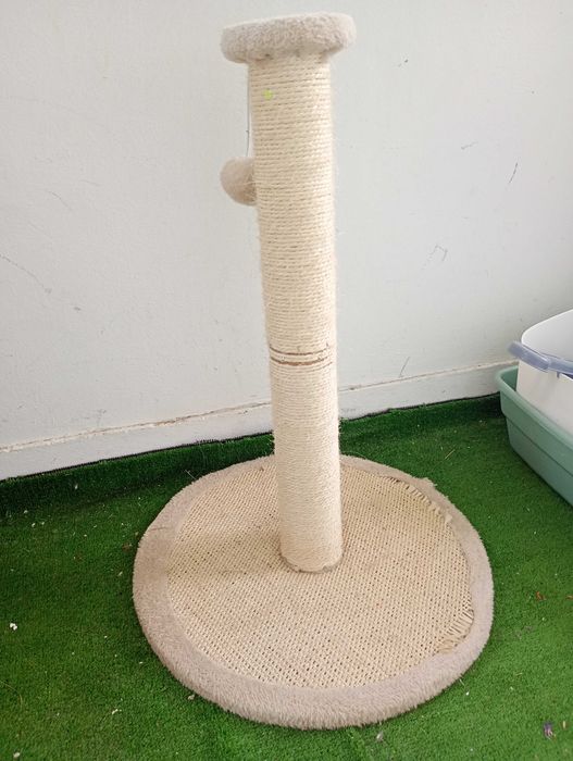 Accesorii pisici/motani