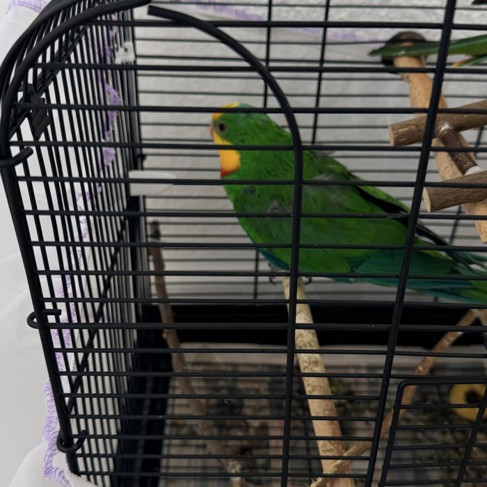 Папагал мъжки  барабанд