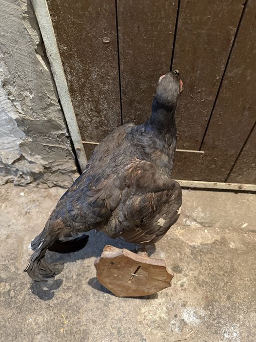 Продавам препариран глухар