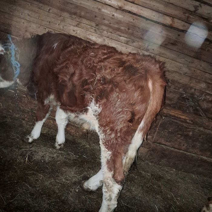 Vând viței                              .