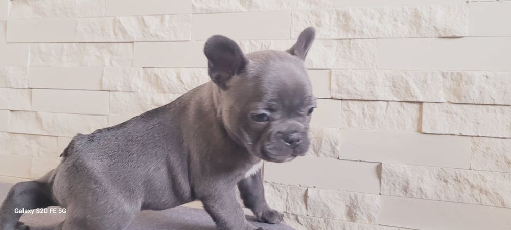 Bulldog francez blue