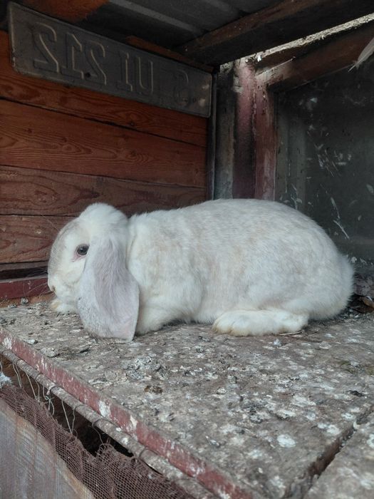 Vând femelă berbec german tânără