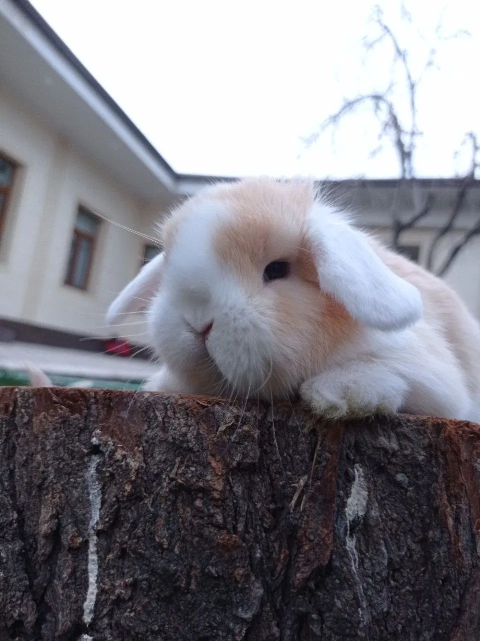 Xar xil rangdagi karlikiviy dekarativniy quyon bolalari bor sotuvda