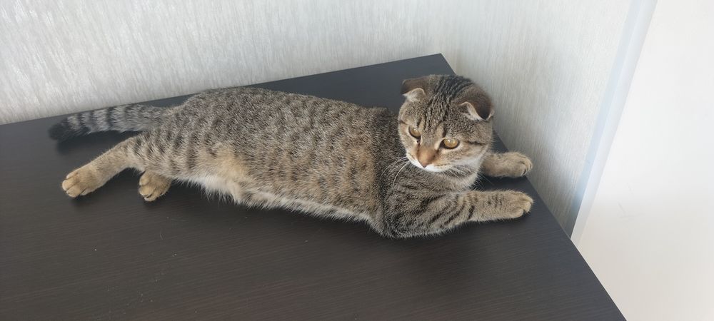 Продам котенка 9-месяц