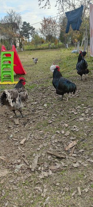 Cocoși Australorp disponibili