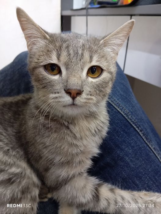 Hadyaga mehribon aqilli mushuk