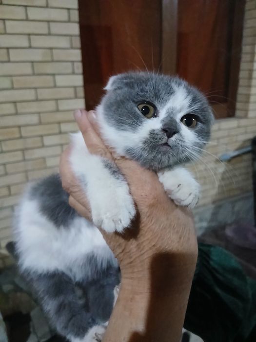 вислоухая кошка продам