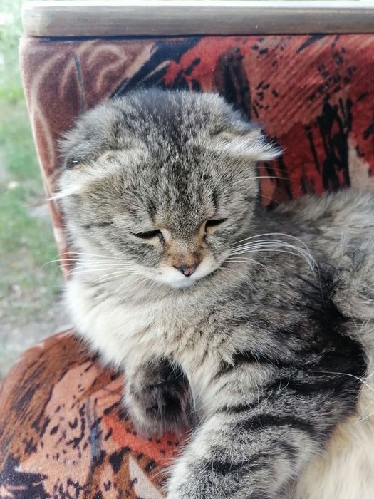 Отдам кота в хорошее руки