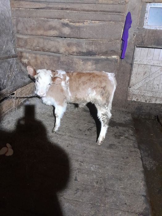 Vând vițel belgian pe rosu