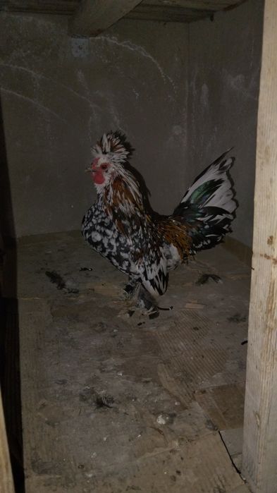 Японский тауық қораз жас