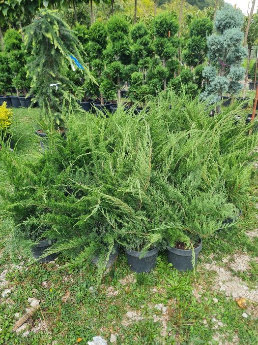Plante ornamentale