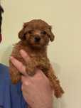Maltipoo fetita toy f1