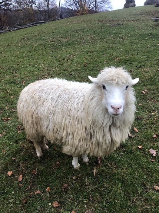 Vând 6 oi și un berbec!