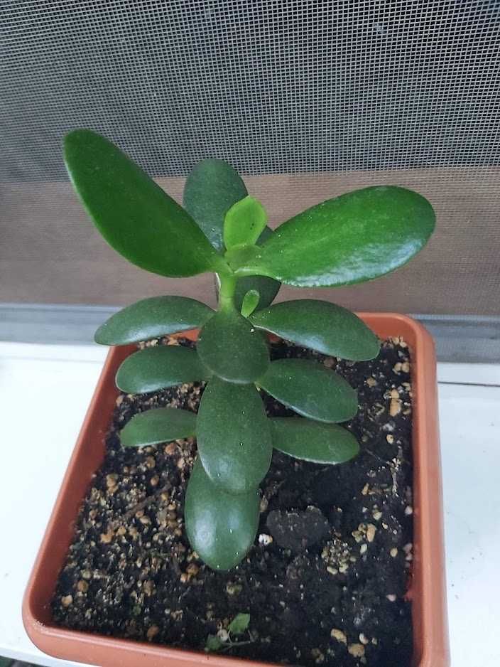 PLANTA BANILOR ( Crassula ovata ) Oriunde în țară !!!