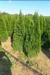Plante Decorative