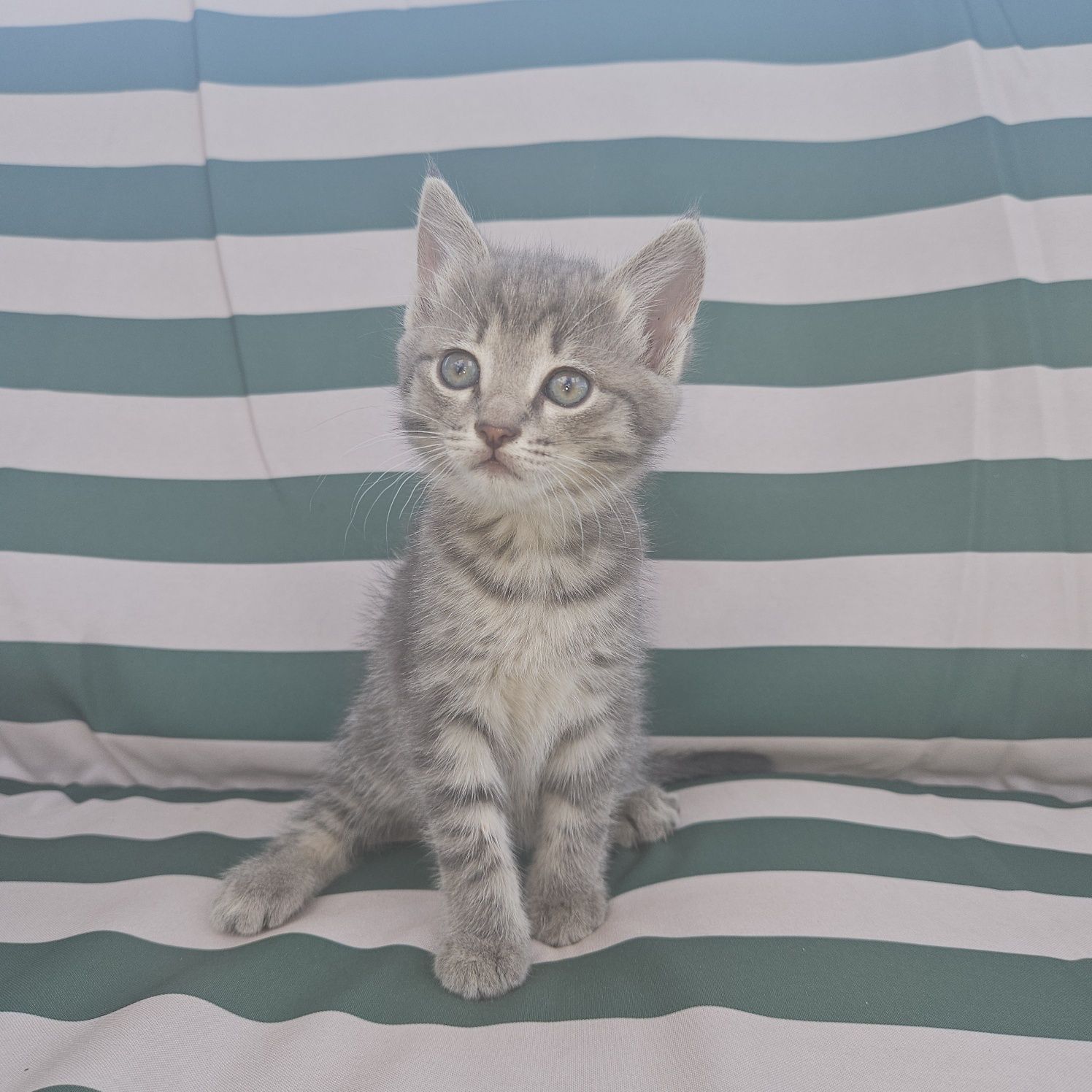 Отдам котят, девочки, 1,5месяца