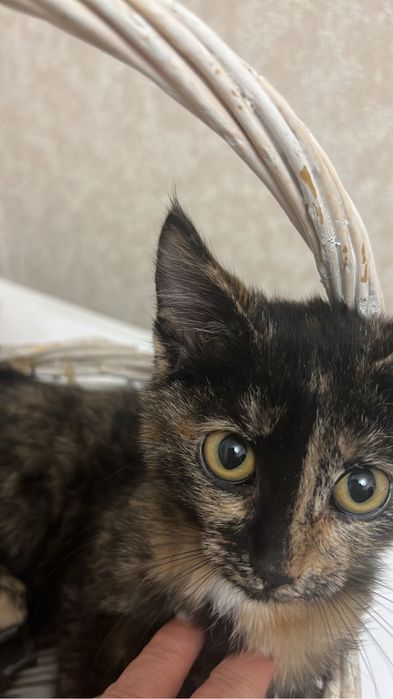 Отдам котёнка в хорошие руки