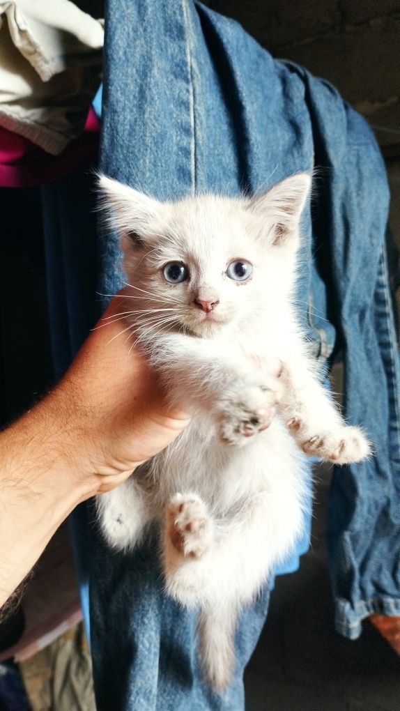 Отдам котят в добрые руки