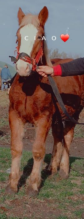 Vind minz de 6 luni din parinti grei foarte cuminte